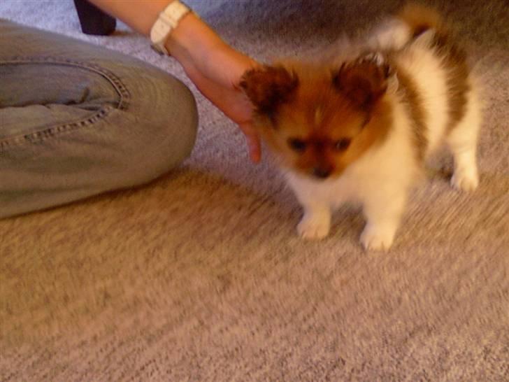 Papillon Gismo billede 17