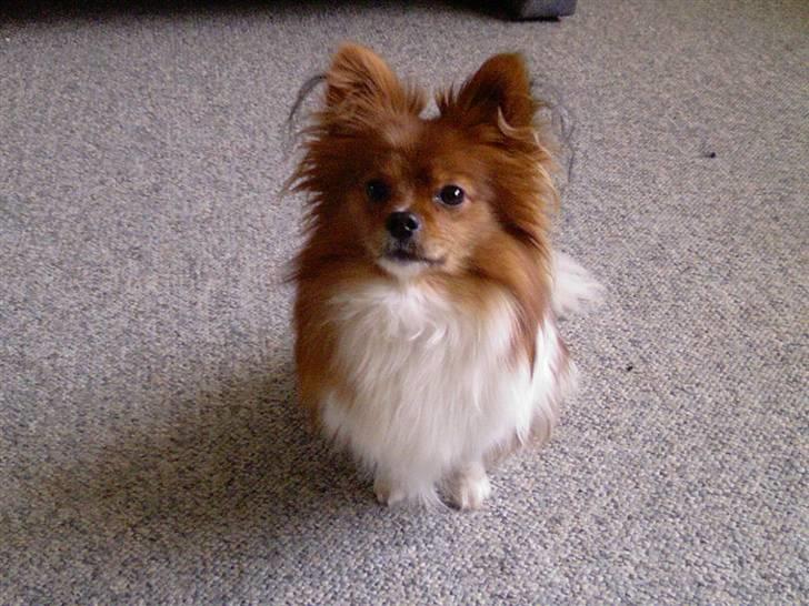 Papillon Gismo billede 18