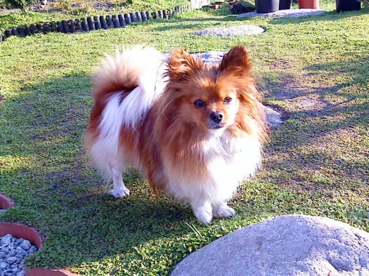 Papillon Gismo billede 19