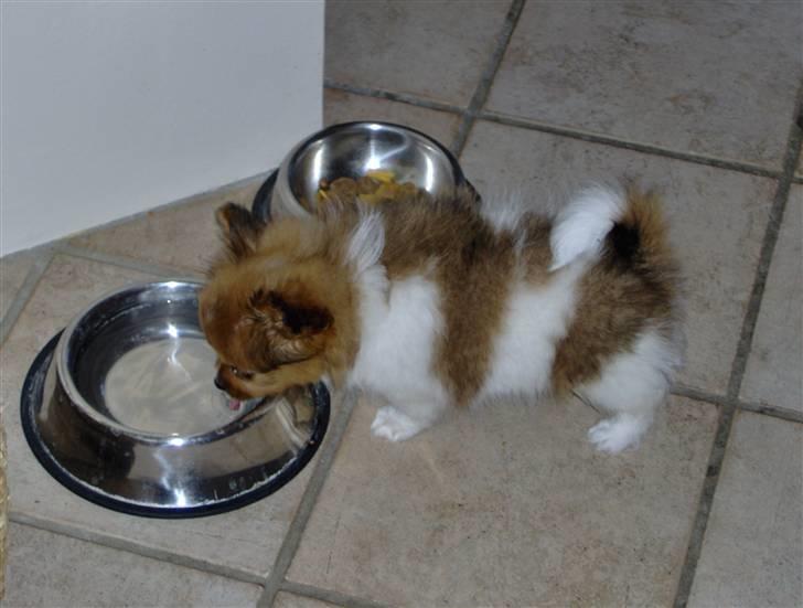 Papillon Gismo billede 20