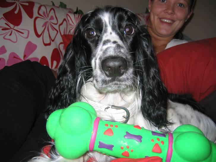 Cocker spaniel Mollie. - *NY* Mollie og hendes elskede pivedyr.  billede 11