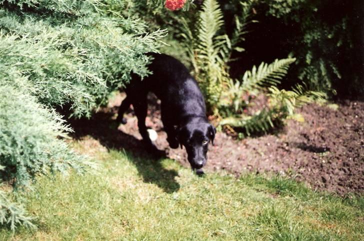 Labrador retriever Chilli - Chilli i haven :) billede 1