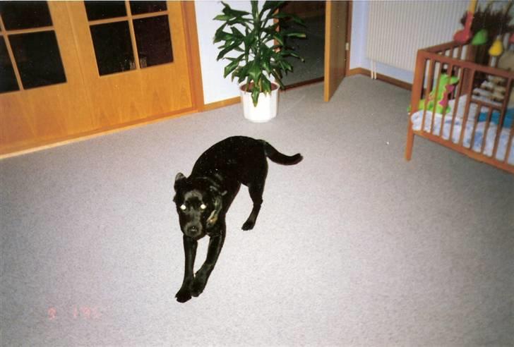 Labrador retriever Chilli - Chilli i stuen :) billede 2