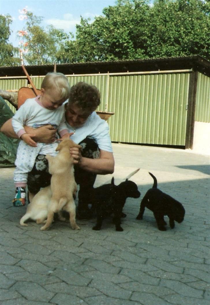 Labrador retriever Chilli - Chilli´s hvalpe billede 3