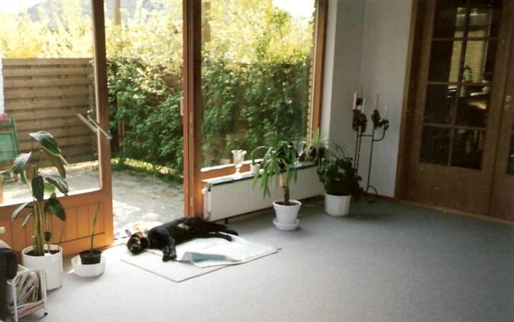 Labrador retriever Chilli - Jeg skal nok passe på huset, når jeg har fået mig en lur:) billede 5