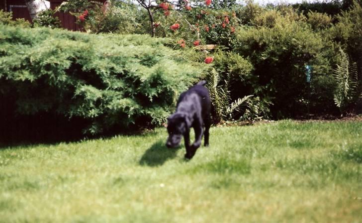 Labrador retriever Chilli - Chilli i haven billede 7
