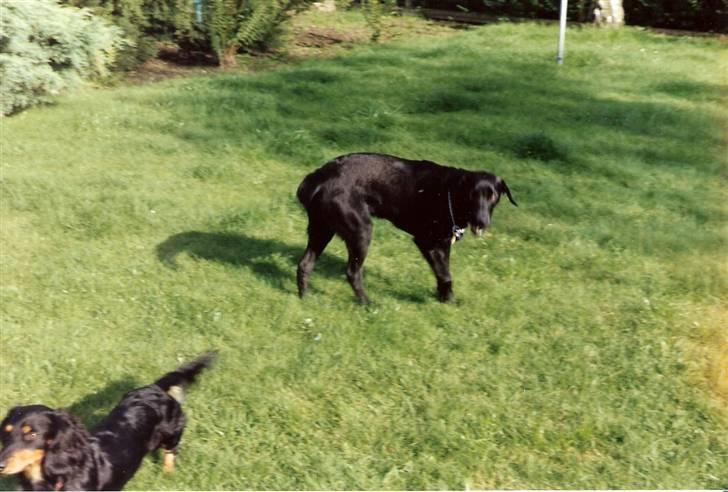 Labrador retriever Chilli - Chilli og Trold billede 8