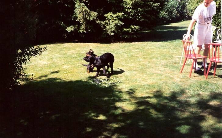 Labrador retriever Chilli - De leger hjemme ved mormor og morfar :) billede 10