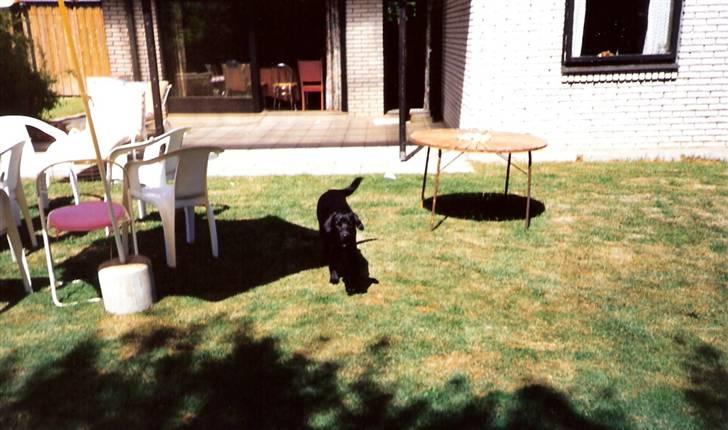 Labrador retriever Chilli - I haven hos mormor og morfar :) billede 11