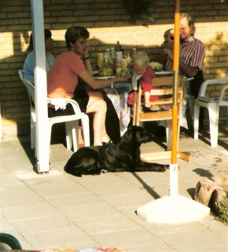 Labrador retriever Chilli - Falder der snart noget ned, jeg er sulten :) billede 15