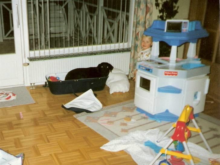 Labrador retriever Chilli - Hun har stjålet min lift :) billede 16