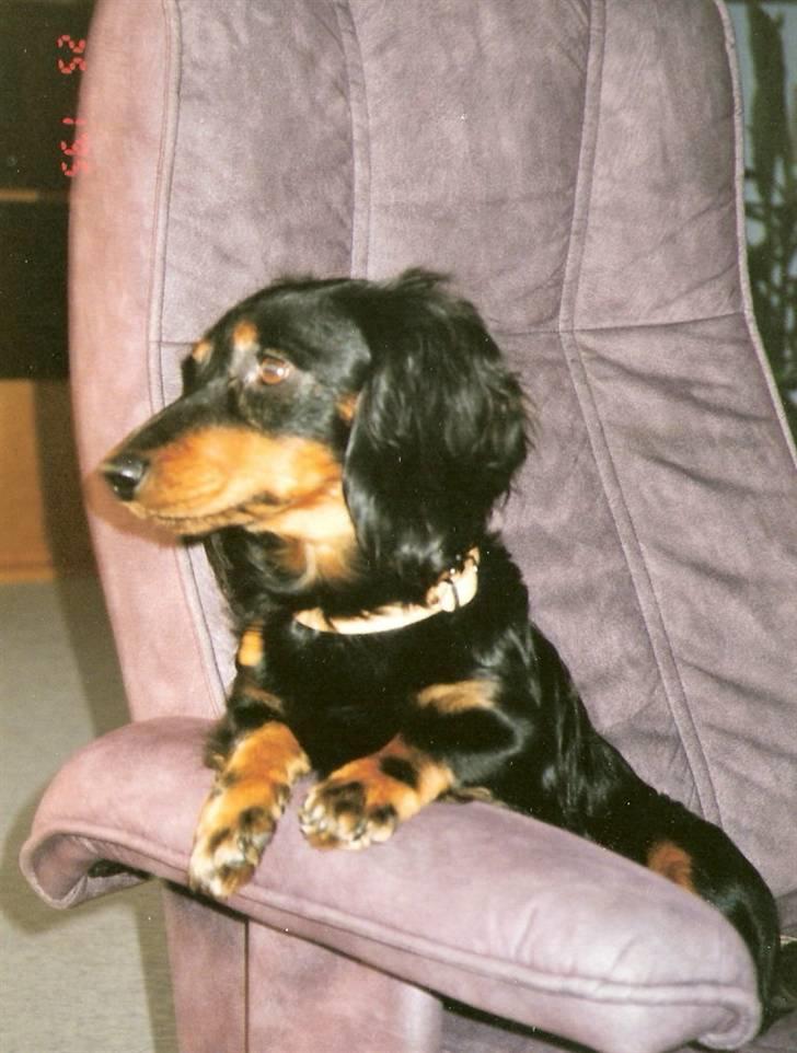 Gravhund Trold - I fars stol :) billede 1