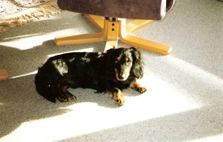 Gravhund Trold - I stuen :) billede 2