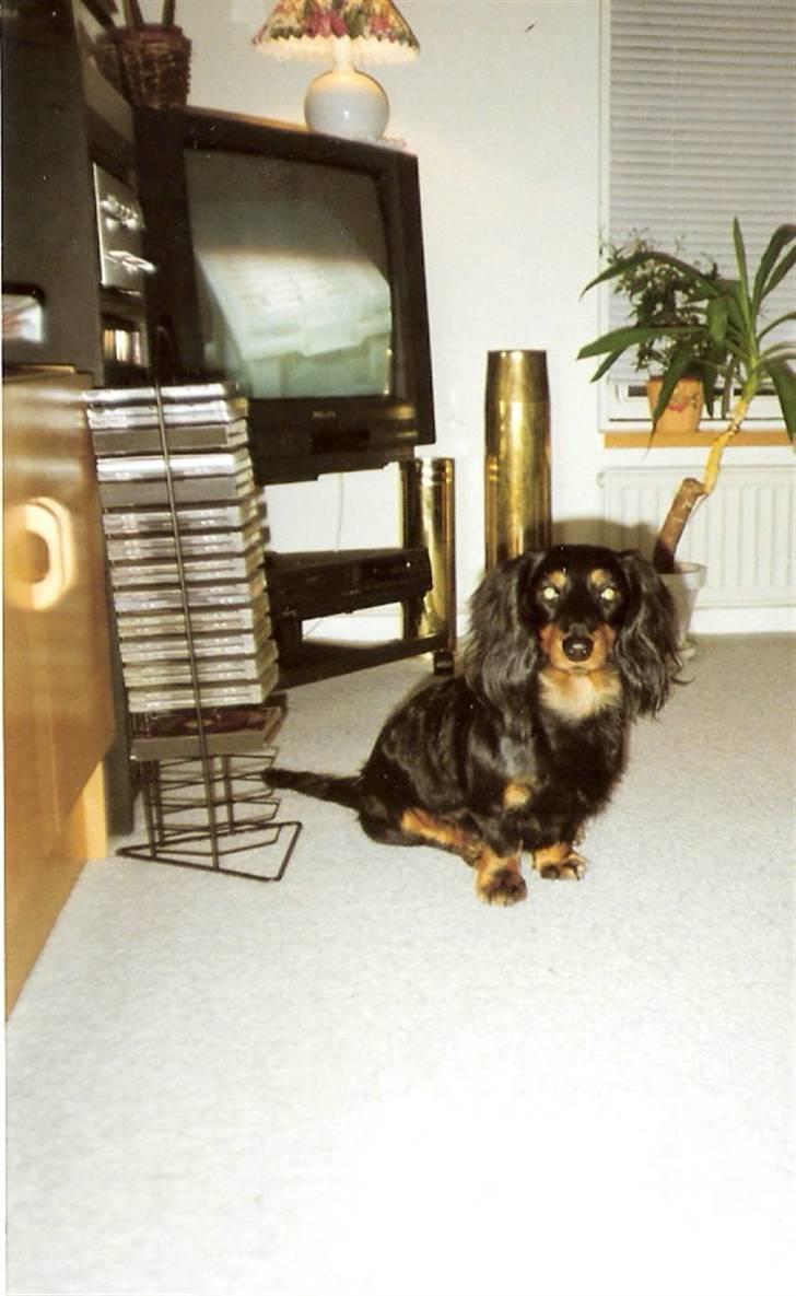 Gravhund Trold - Jeg ser tv :) billede 4