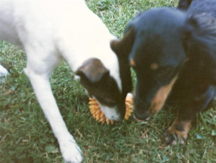 Gravhund Trold - Trold og cirkus hunden fra Tivoli billede 5