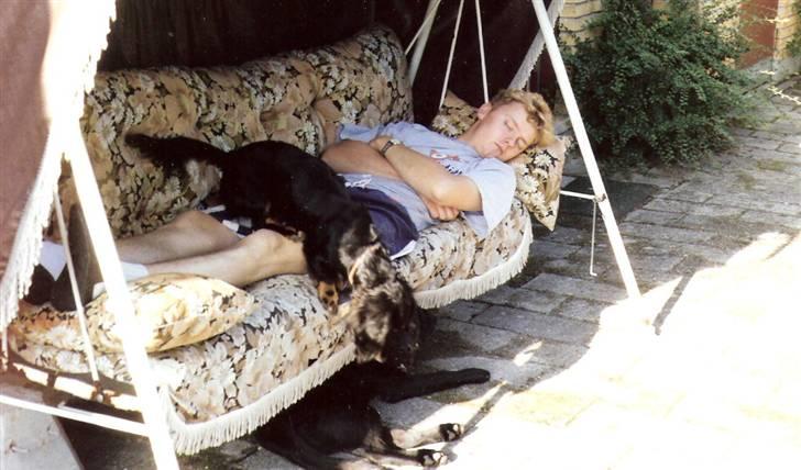 Gravhund Trold - Du er fundet :) billede 6