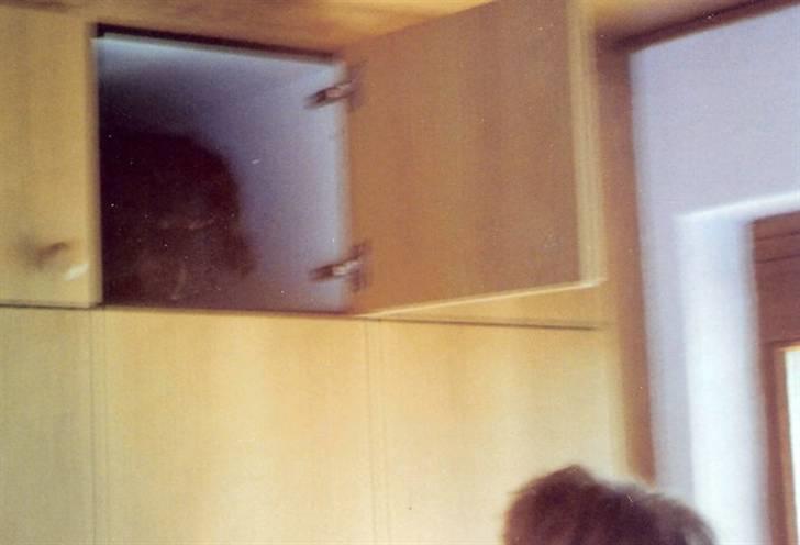 Gravhund Trold - Vi leger gemmeleg :) billede 7