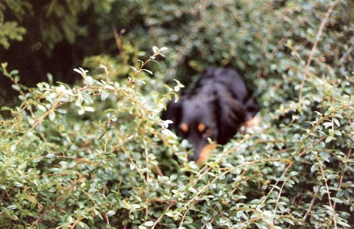 Gravhund Trold - Troede jeg kunne gemme mig her :) billede 8