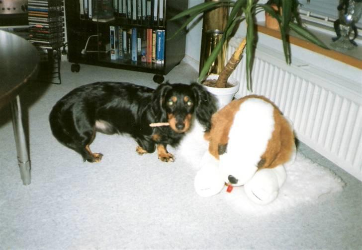 Gravhund Trold - Han stjal kødbenet :) billede 9