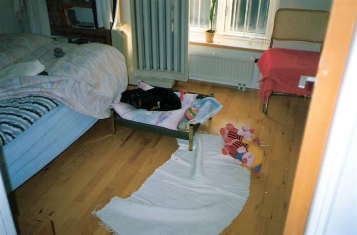 Gravhund Trold - Godnat :) billede 10