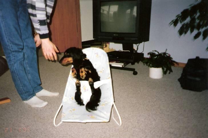 Gravhund Trold - Den passer fint:) billede 11