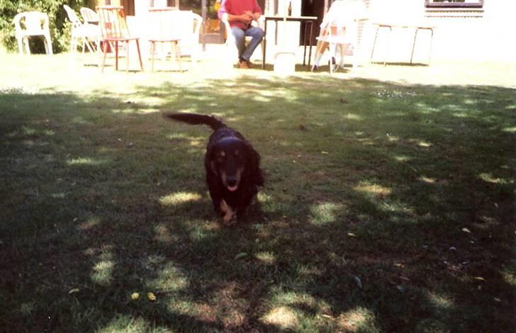 Gravhund Trold - Hjemme hos mormor og morfar :) billede 12