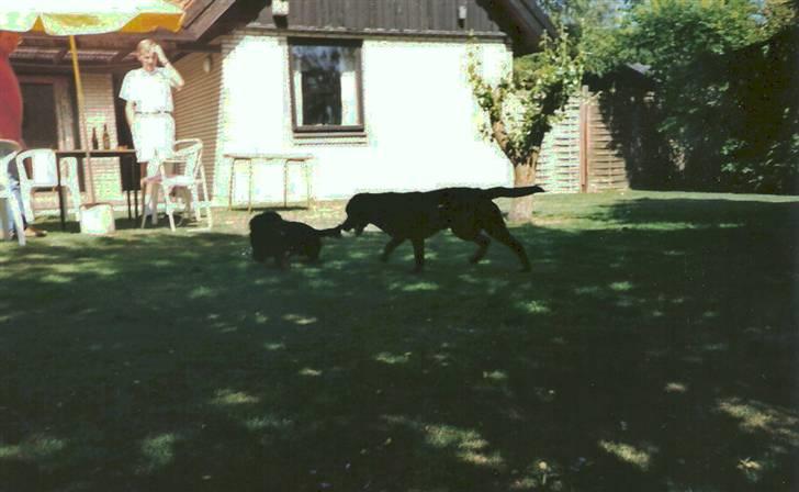 Gravhund Trold - hos mormor og morfar :) billede 13