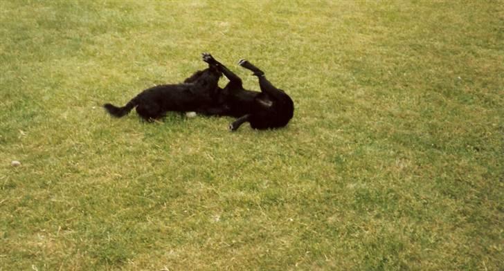 Gravhund Trold - Trold angriber Chilli :) billede 14