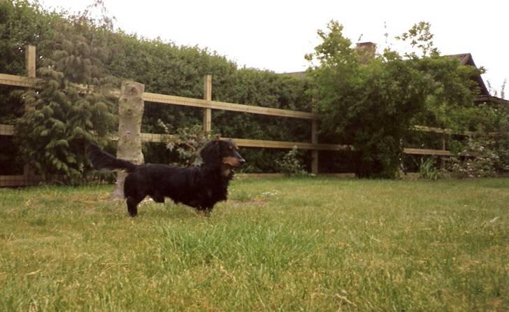 Gravhund Trold - Jeg er en farlig vagthund :) billede 15