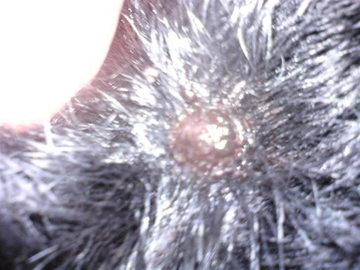 Blanding af racer Tacco (RIP 23-04-12) :(  billede 12