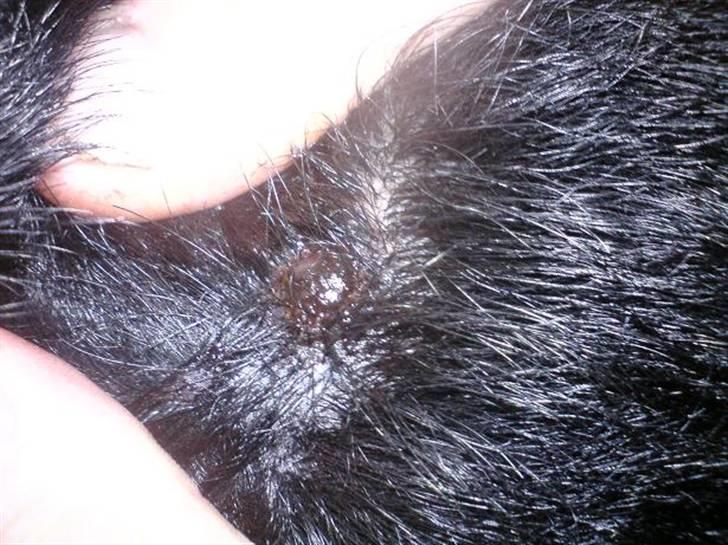 Blanding af racer Tacco (RIP 23-04-12) :(  billede 13