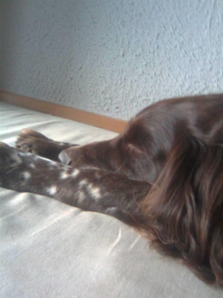 Kleiner münsterländer Pablo - hvil i fred<3. - herpå sover han :p <33´ billede 12