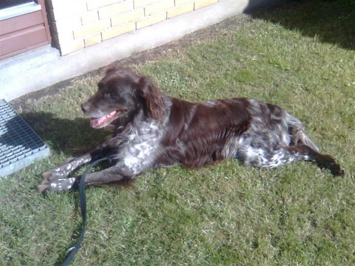 Kleiner münsterländer Pablo - hvil i fred<3. - (; <33´ billede 13