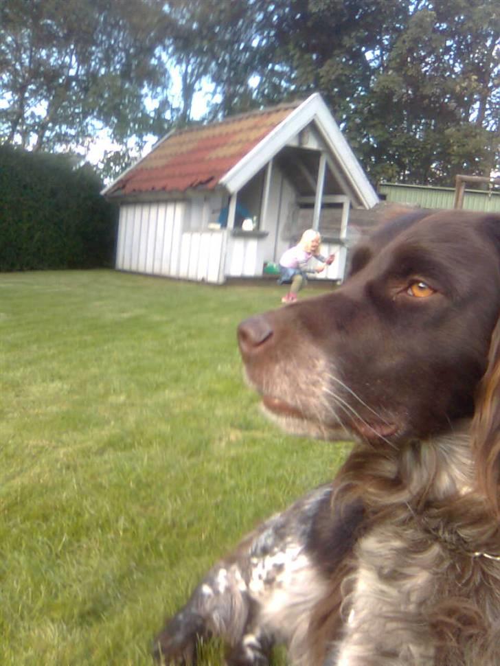 Kleiner münsterländer Pablo - hvil i fred<3. - - men jeg elsker dig skat <3´ billede 14