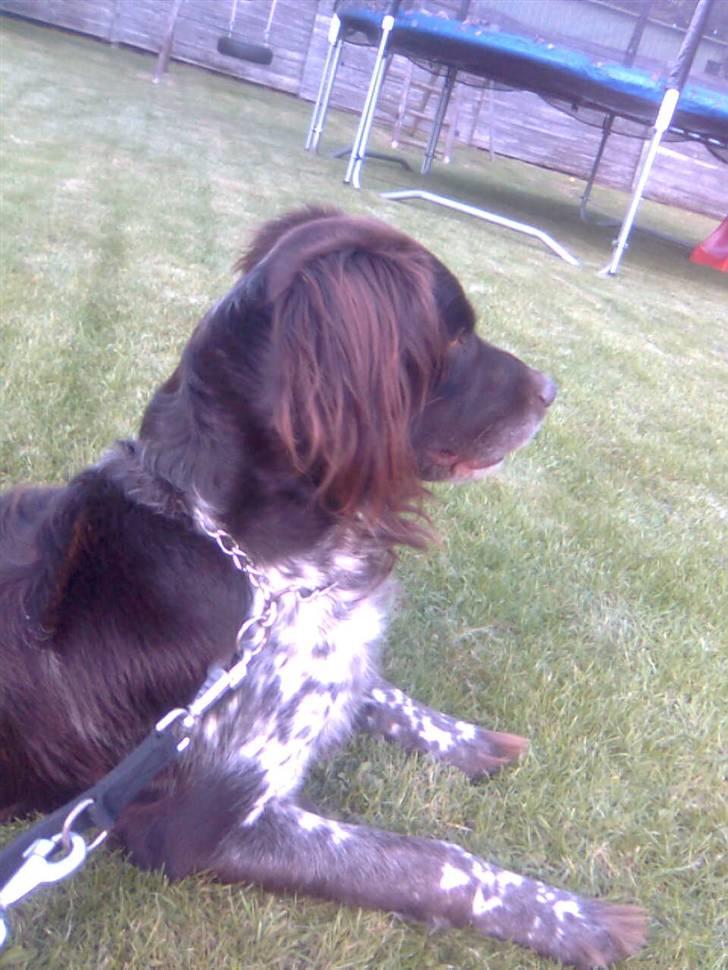 Kleiner münsterländer Pablo - hvil i fred<3. - uhh Ö <3 billede 15