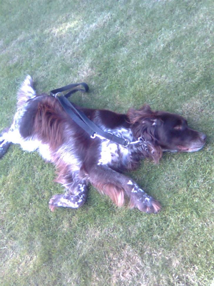 Kleiner münsterländer Pablo - hvil i fred<3. - ´bare ét af hans flip :D <3 billede 16