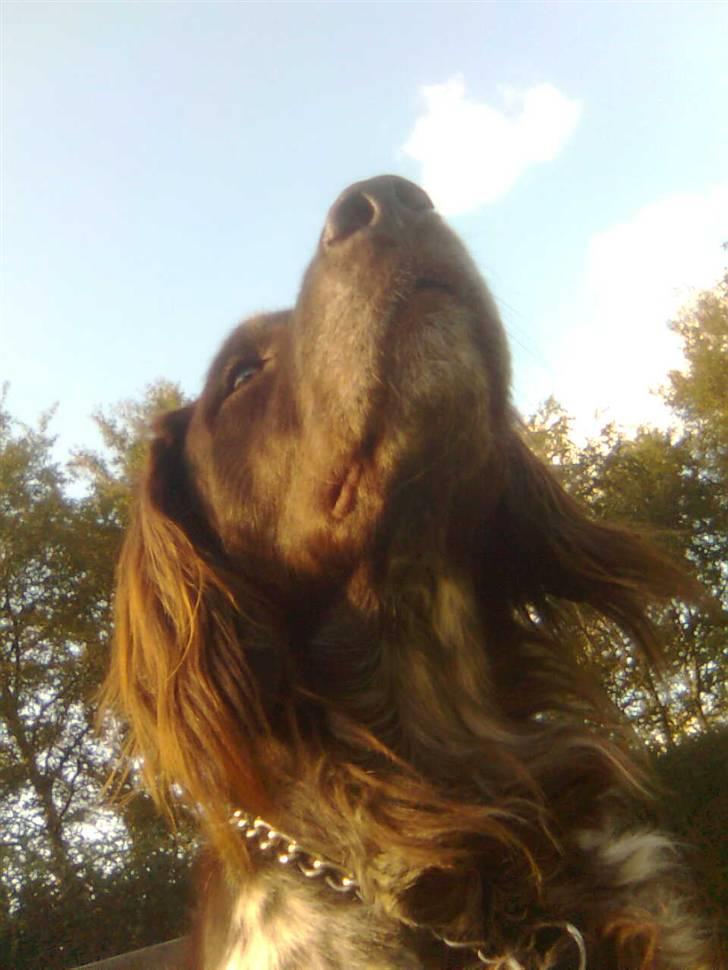 Kleiner münsterländer Pablo - hvil i fred<3. - - lidt kav vinkel, men ja ? :p billede 17