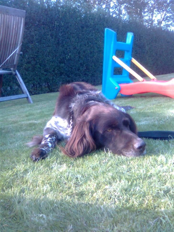 Kleiner münsterländer Pablo - hvil i fred<3. - - puha . det´ hårdt! <3 billede 18