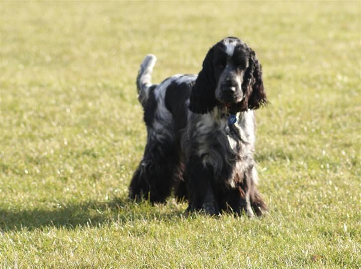 Cocker spaniel Aldur (Blue Roan) billede 11