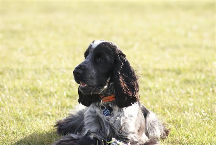Cocker spaniel Aldur (Blue Roan) billede 12