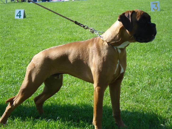 Boxer Otis von Ellinghaus - Otis til udstilling i BK Vejle billede 1