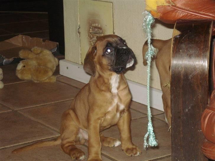 Boxer Otis von Ellinghaus - Otis 6 uger gammel billede 2