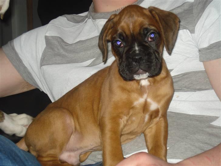 Boxer Otis von Ellinghaus - Ca. 9 uger gammel billede 3