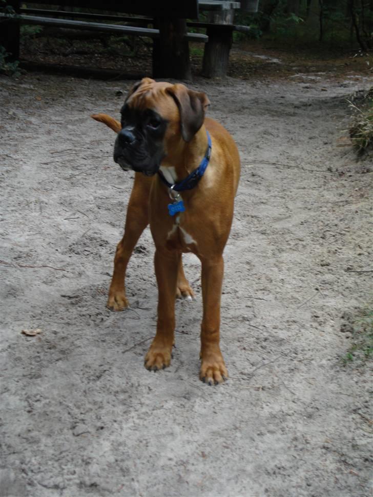Boxer Otis von Ellinghaus billede 4