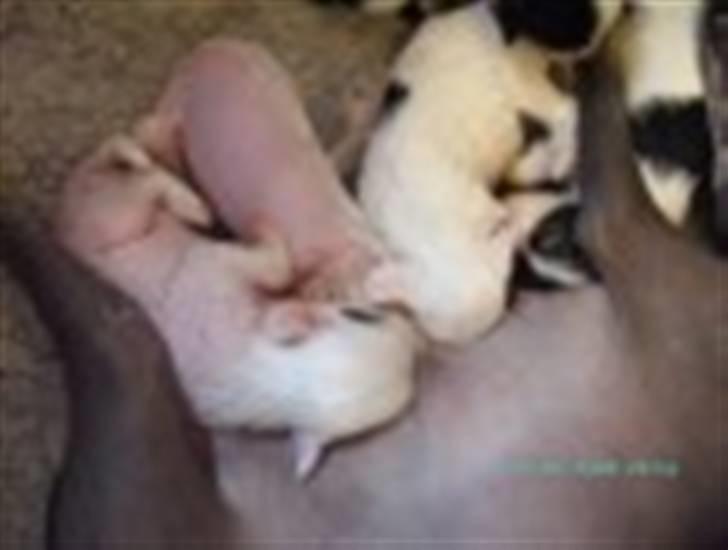 Chinese crested hårløs Mai mai - Her er jeg næsten lige blevet født  billede 1