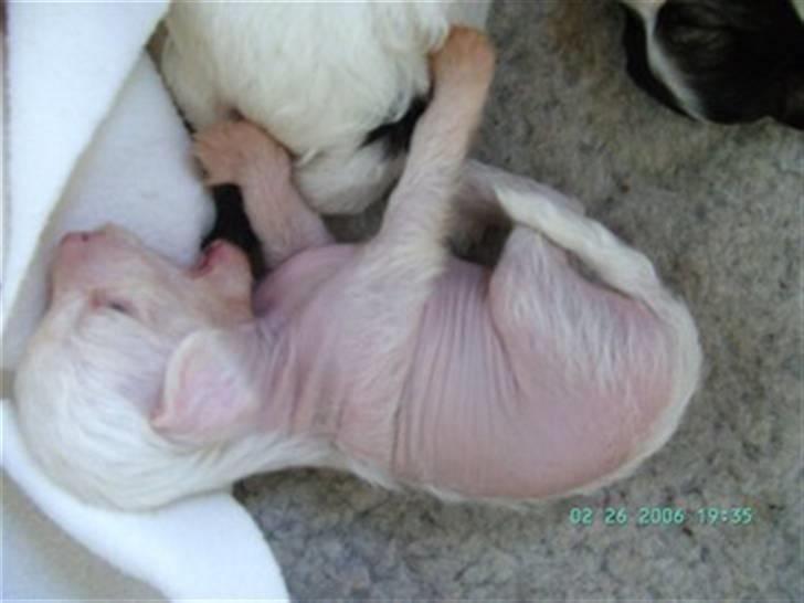 Chinese crested hårløs Mai mai billede 2