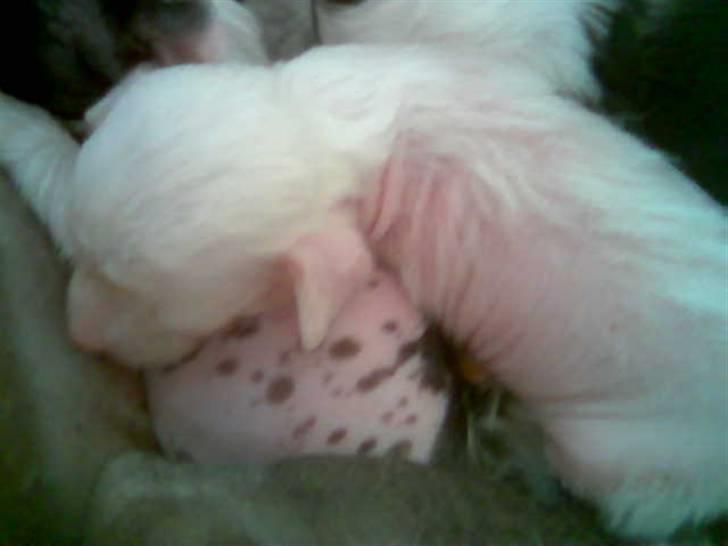 Chinese crested hårløs Mai mai billede 3