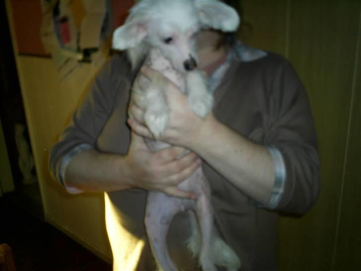 Chinese crested hårløs Mai mai billede 4