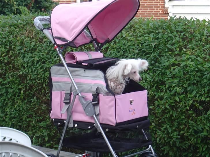 Chinese crested hårløs Mai mai - Sidder her i min nye vogn billede 5