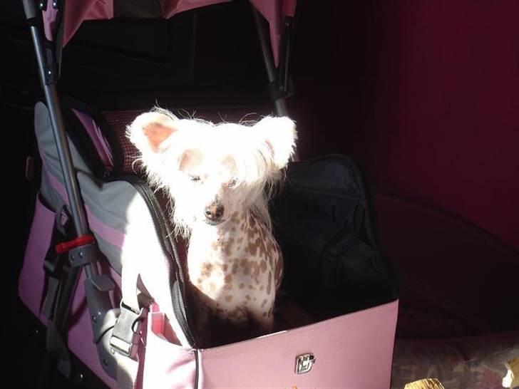 Chinese crested hårløs Mai mai - Venter på jeg kommer ud og køre billede 6